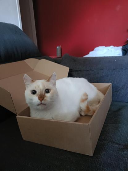 Ulises dentro de una caja nueva sobre el sofá gris. Ulises es un siamés redpoint de acogida con unos enormes ojos azules