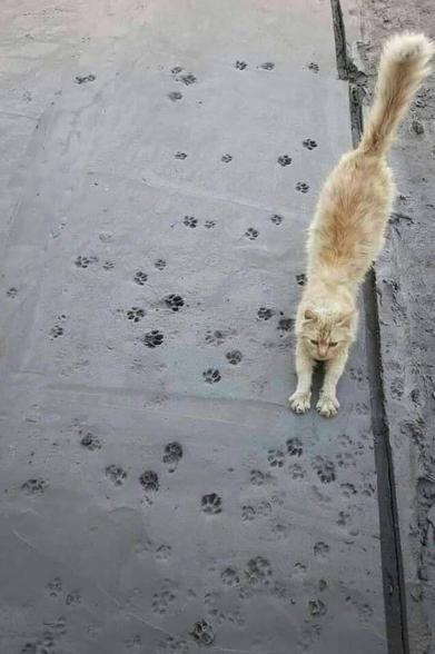 Photograph of a buff-colored domestic medium hair cat walking on wet cement.  The cement is full of tiny cat paw prints and the cat is unrepentant.