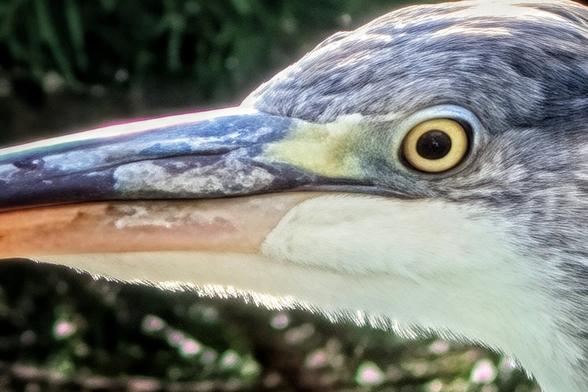 A very close, high-contrast side profile of a grey heron's head. The sharp, orange-yellow eye dominates the image, set against the bird's grey and white feathers and the long, powerful beak, which is a blend of blue, purple, and pale orange. The background is a dark, blurry green.
