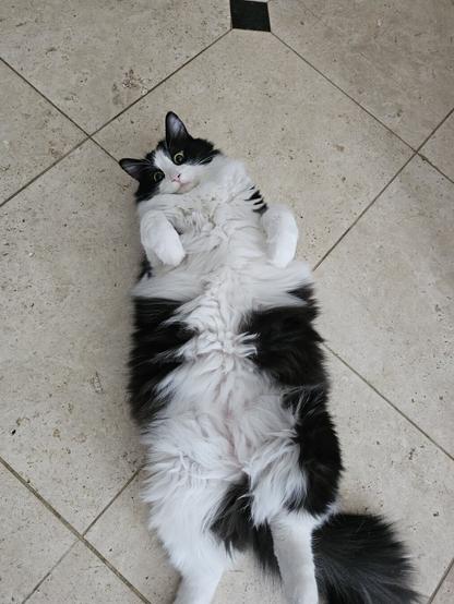 Sylvie cat demands bellies