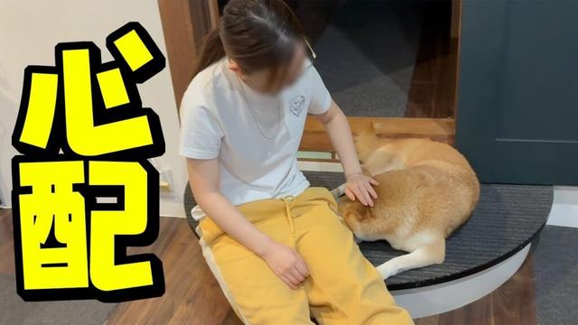 柴犬ちくわが酷く落ち込んでしまいました…