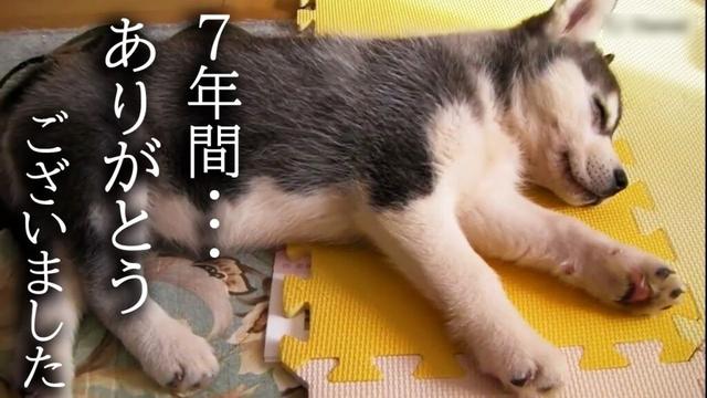 7年間一緒の布団で寝て子猫を育てた結果こうなりました...