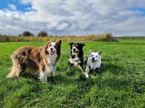 3 Bordercollies auf sonniger Wiese, blauer Himmel mit weißen Wolken