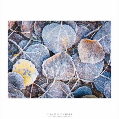 Frost-covered aspen leaves.