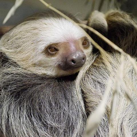 Toe-toed sloth from the Philadelphia Zoo