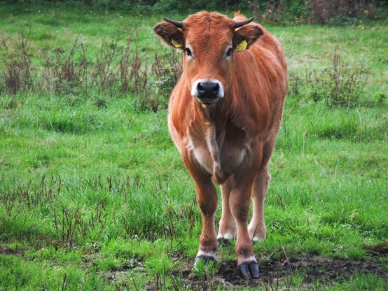 Jerseykuh auf einer Weide von vorne, sie schaut neugierig in die Kamera.