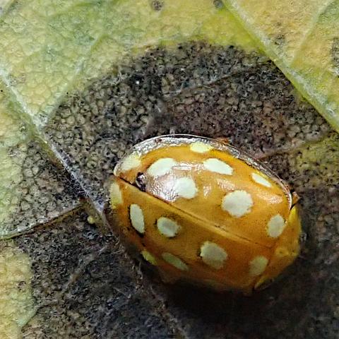 makro, extreme nahaufnahme. mitten in einer kreisrunden, wohl von einem pilz verursachten schwärzlichen verfärbung auf der unterseite eines blattes sitzt ein nur wenige millimeter großer marienkäfer. er hat die typische form einer nur leicht länglichen halbkugel, eines halben rotationsellipsiods. der eindruck ist hier sogar noch stärker als bei anderen marienkäfern, weil sich kopf und halsschild nicht farblich von den flügeldecken absetzen. es ist dadurch sogar gar nicht ganz einfach zu erkennen wo vorne und hinten ist. apropos farblich, die grundfarbe ist ein etwas gedämpftes gelborange, die ist auch nicht ganz sauber, es sieht aus als sei der käfern mit leicht öligen mechaniker*innen-fingern angefasst worden. das passt auch zu dem schwarzen fleck unter ihm, aber das ist eigentlich zufall, wenn es auch die schmieröl-assoziation vertstärkt. dann sind da noch recht große fast weiße punkte oder flecken, polka dots, nicht ganz rund mit nicht ganz scharf begrenzten rändern, 16 an der zahl, 8 pro flügeldecke.