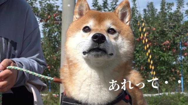 柴犬ハチ、散歩中のまさかの出会いにこの表情。
