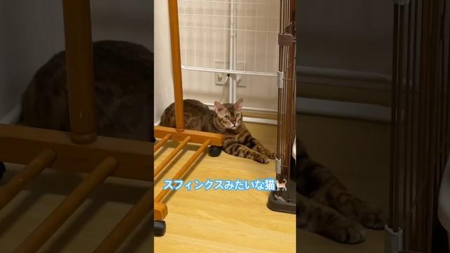スフィンクスみたいな猫🐈 #ショート #猫 #猫のいる暮らし #ねこのいる生活 #ネコ #スフィンクス #shorts #sfinks #おもしろ #可愛い #癒し #ベンガル #bengal