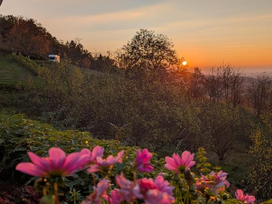 Sonnenuntergang in den Weinbergen.