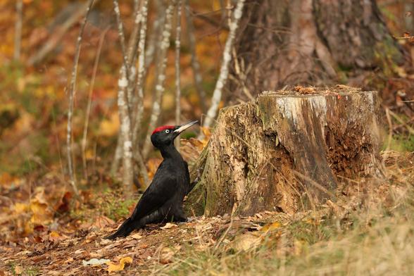 A photo of a male black woodpecker standing next to a rotten tree stump in a forest in October.