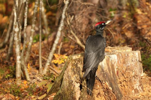 A photo of a male black woodpecker perching on a rotten tree stump in a forest in October.