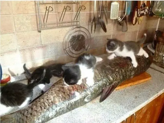 four tiny kittens viciously attacking a large fish on a kitchen countertop.