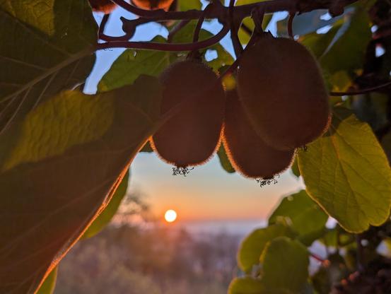 sunset in the wineyards