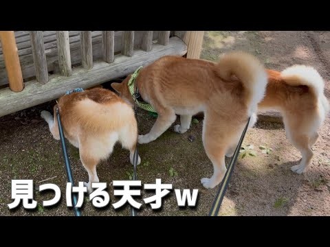 お散歩に何やら見つける柴犬たち！そーゆーの見つけるの天才だよね(笑)