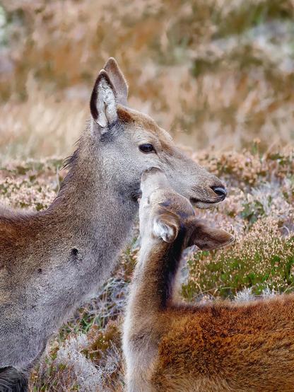 An image of a Red Deer hind and fawn. Coigach, Scotland