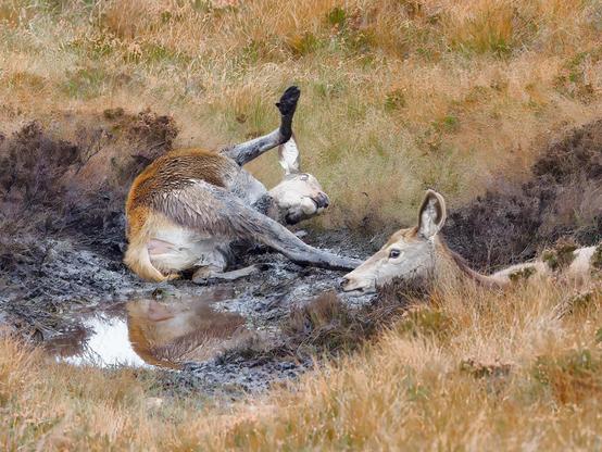 An image of Red Deer rolling in a peat hag. Coigach, Scotland