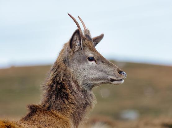 An image of a young Red Deer stag. Coigach, Scotland