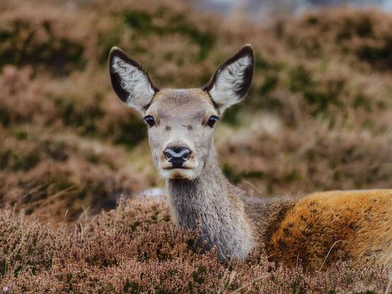 An image of a Red Deer hind sat in heather. Coigach, Scotland