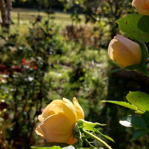 Roses jaunes devant le jardin flou