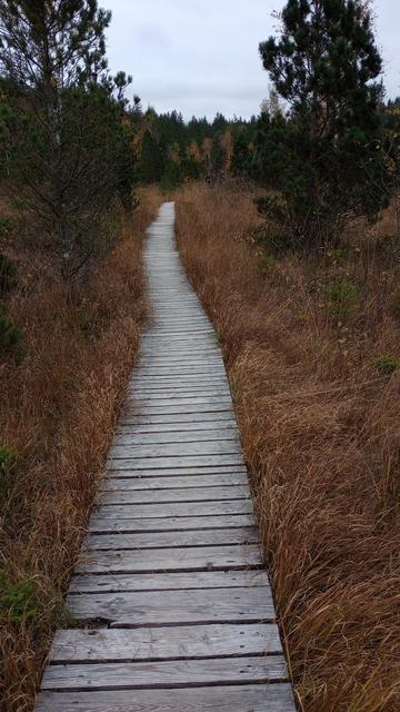 Ein hölzerner Bohlenweg führt durch ein Moor