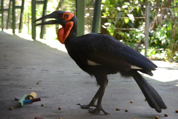 Southern Ground Hornbill  - a black bird with a large black beak and striking red fleshy markings on its face and neck - standing next to small colorful objects resembling simple toys
