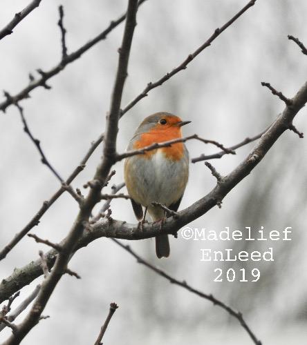 Roodborst op een kale tak, met daar omheen nog meer kale takken. De roodborst is recht van voren op de foto gezet en heeft de kop naar rechts gedraaid.