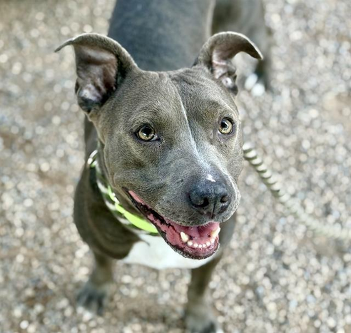 Beautiful dog.