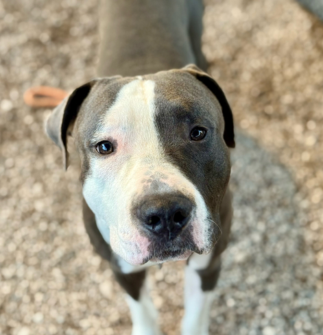 Beautiful dog.