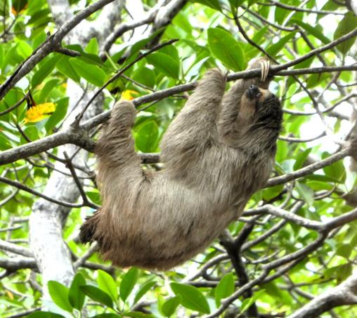 Three-toed sloth climping on a branch