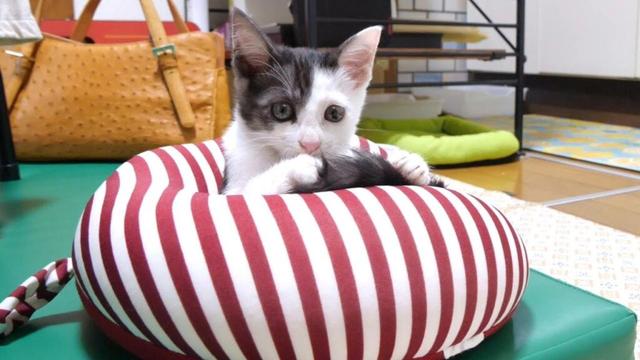 子猫が枕を占拠して返してくれません【赤ちゃん猫　保護猫】