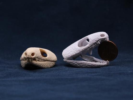 Two 3d printed captorhinus skulls. On the left, tan colored, frontish view, mouth closed. On the right, white, sideish view, mouth propped open with a US penny.
