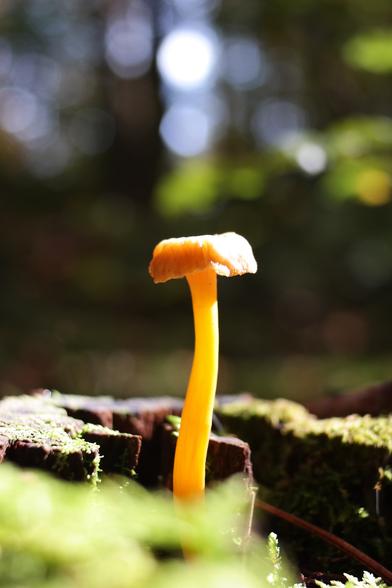 Craterellus lutescens aka Yellow Foot