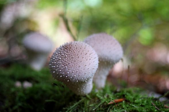 Lycoperdon perlatum, aka the common puffball, warted puffball, gem-studded puffball or devil's snuff-box