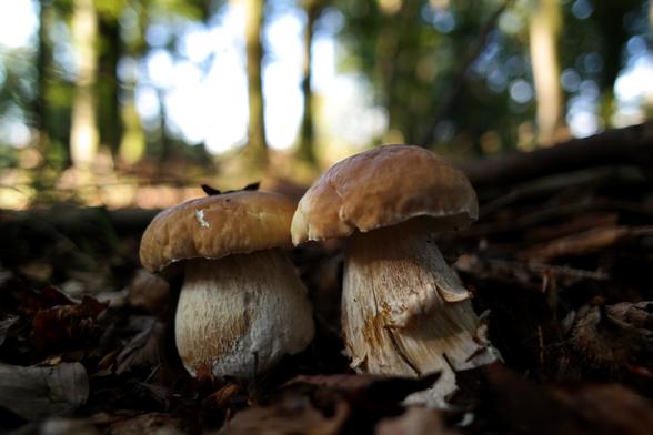 Boletus edulis aka cep, penny bun, porcino