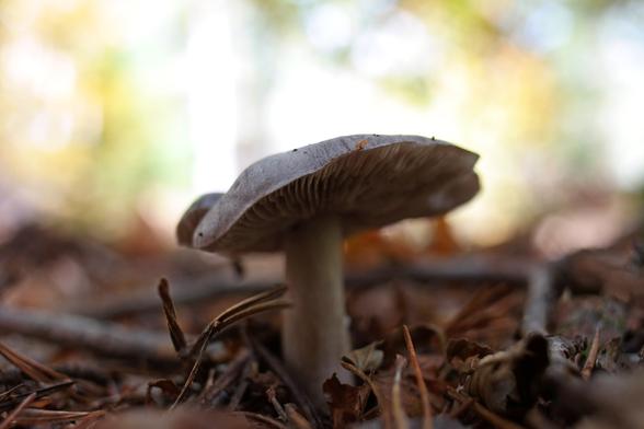 Tricholoma sciodes, aka the beech knight mushroom