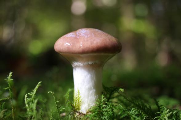 Suillus luteus, commonly referred to as slippery jack or sticky bun