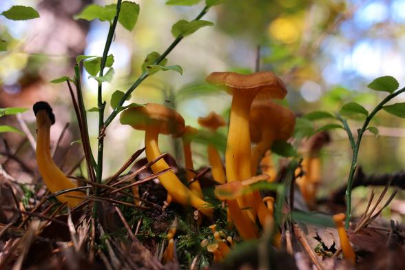 Craterellus lutescens aka Yellow Foot