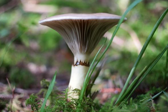 Gomphidius glutinosus, commonly known as the slimy spike-cap, hideous gomphidius, or glutinous gomphidius