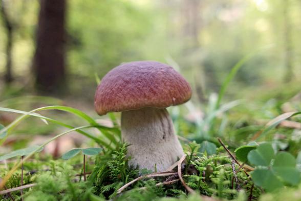 Boletus edulis aka cep, penny bun, porcino