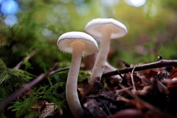 Hygrophorus eburneus, commonly known as the ivory waxy cap or the cowboy's handkerchief