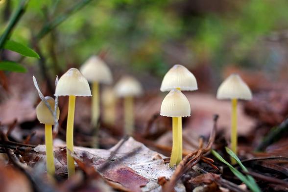 Mycena epipterygia, commonly known as yellowleg bonnet or yellow-stemmed mycena
