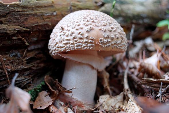 Amanita rubescens, aka the blusher