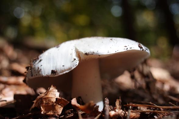 Tricholoma columbetta, commonly known as dove-coloured tricholoma