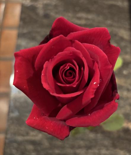 A close-up image of a vibrant red Mr. Lincoln rose with intricate petals and droplets of water on its surface, set against a blurred background.