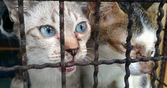 京都で犬猫52匹、熊本で猫150匹強の遺体。杉本彩が指摘「ボランティア大量多頭飼育崩壊の現実」（杉本 彩） | FRaU