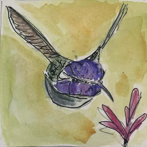 Hummingbird in flight, wings up in a V.