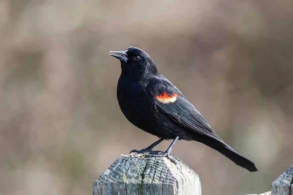 Black birds in Louisiana