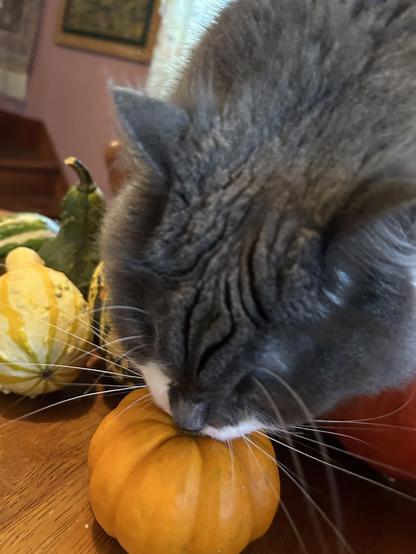 A floofy grey and white kitty with her head bowed over a miniature orange pumpkin, trying to chomp the top of it. The photo shows primarily the top of her head, fuzzy grey, and her muzzle which has asymmetrical white markings around it, and long whiskers. There are some gourds in the background.