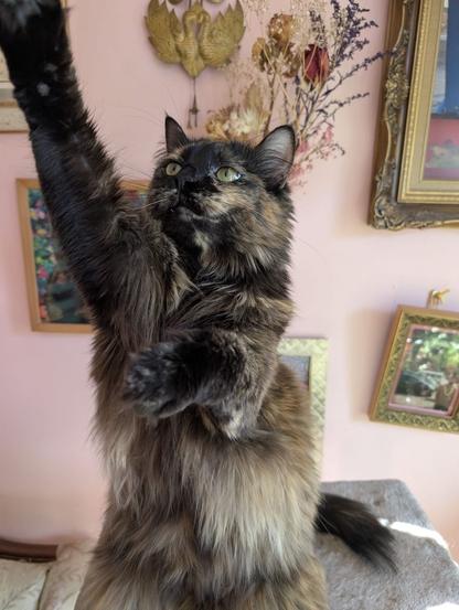 Longhair tortoiseshell cat sitting on a cat tree reaching up with one paw